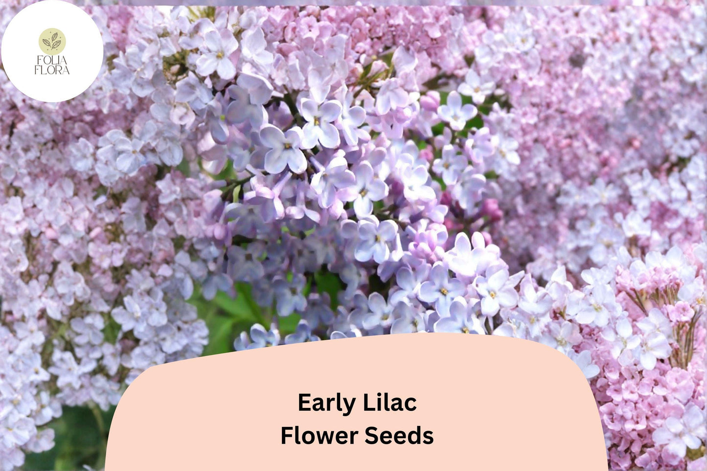 Early Lilac Seeds – 25 Syringa oblata | Fragrant Purple Lilac Shrub | Ornamental Flowering Garden Plant