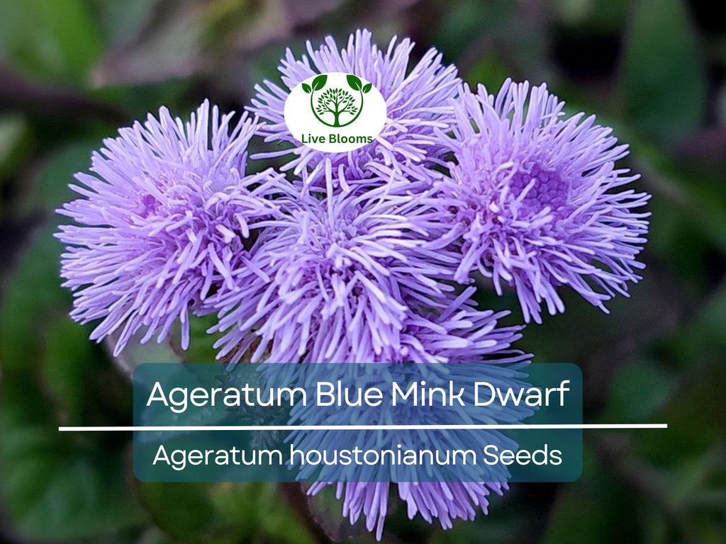 500 Seeds Ageratum Blue Mink Dwarf, Floss Flower, Purple Blooms, Monarchs Love, Non-GMO, Perennial, Butterfly Garden, Easy to Grow