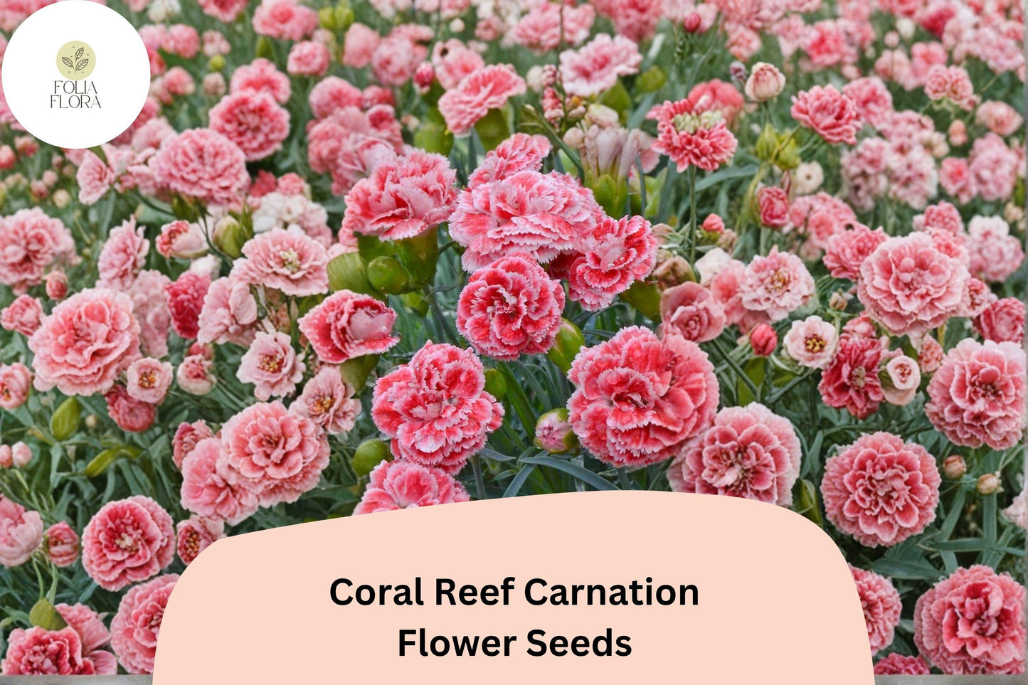 200+ Coral Reef Carnation Seeds | Dianthus caryophyllus | Coral Pink Blooms for Borders, Pots & Cut Flowers