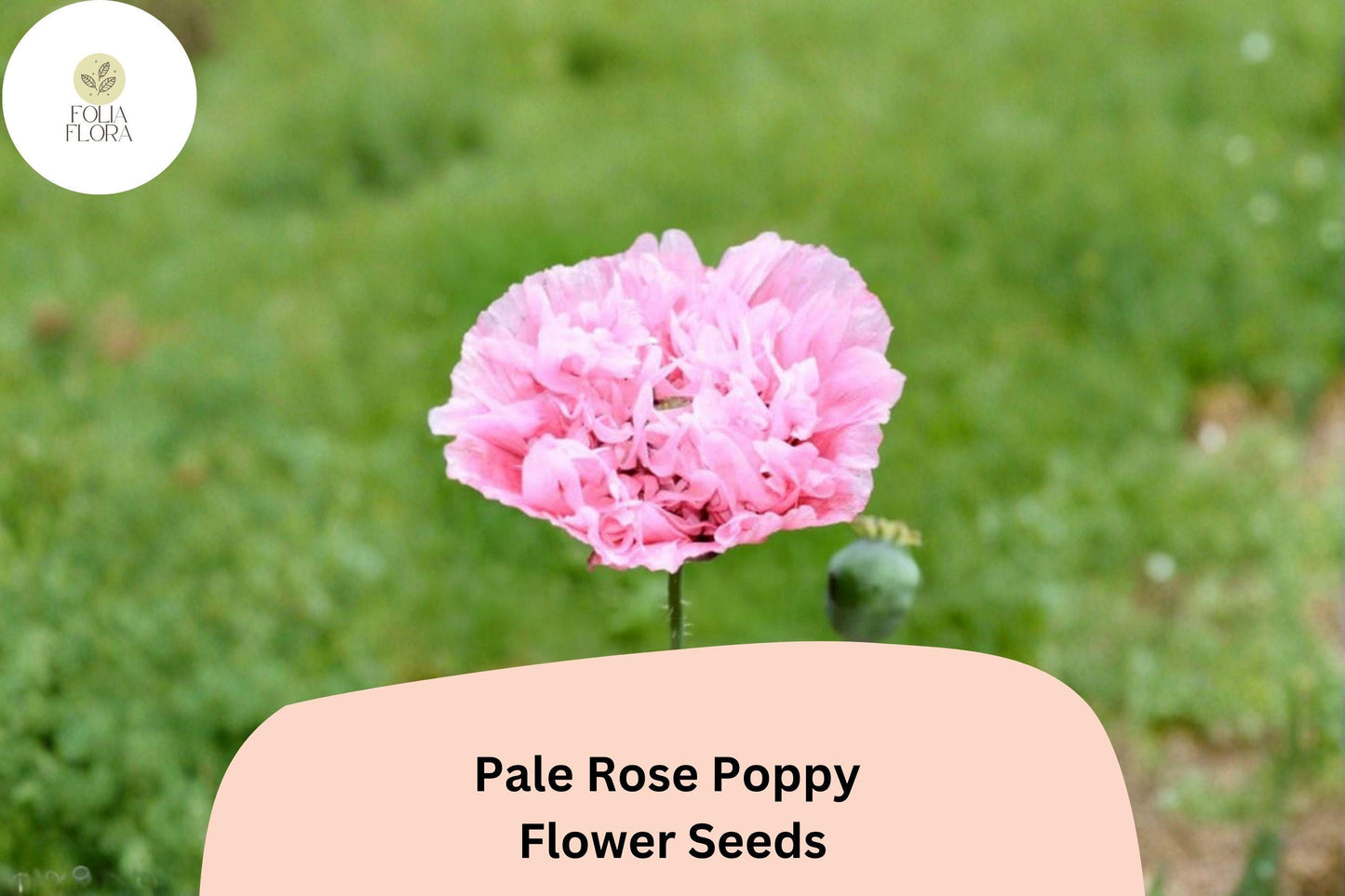 200+ Pale Rose Poppy Seeds for Garden Planting – Soft Pink Blooms, Easy to Grow Perennial Flowers