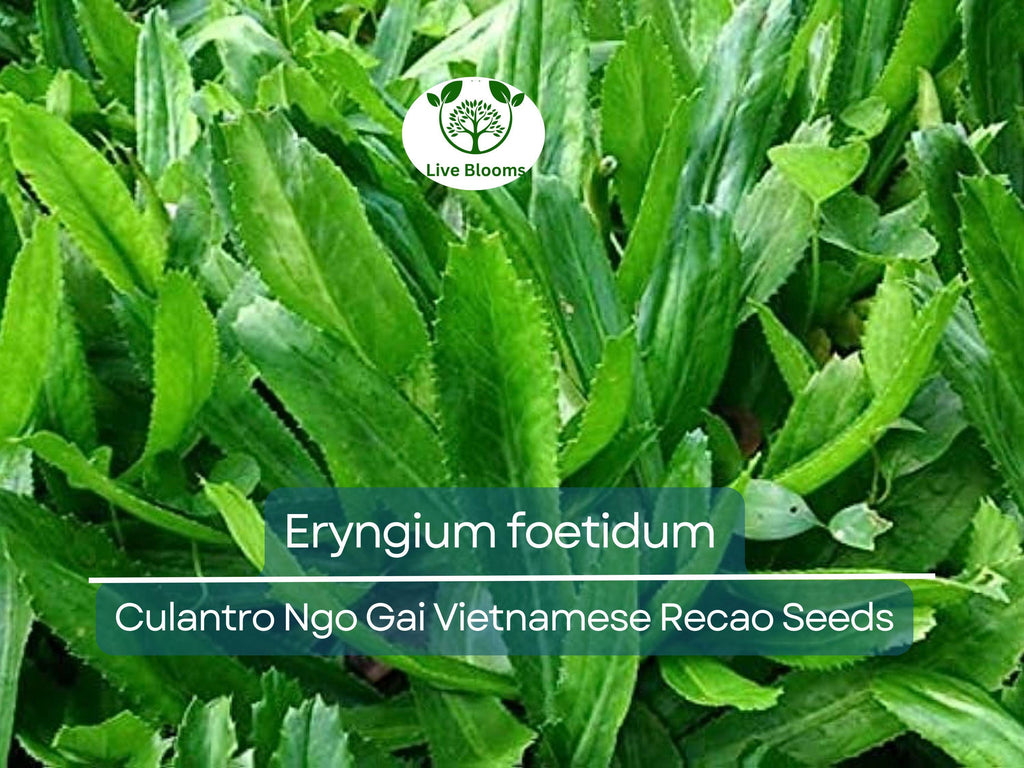 100 Seeds Culantro Ngo Gai - Eryngium foetidum | Vietnamese Recao for Planting | Heirloom Herb for Culinary Use & Garden