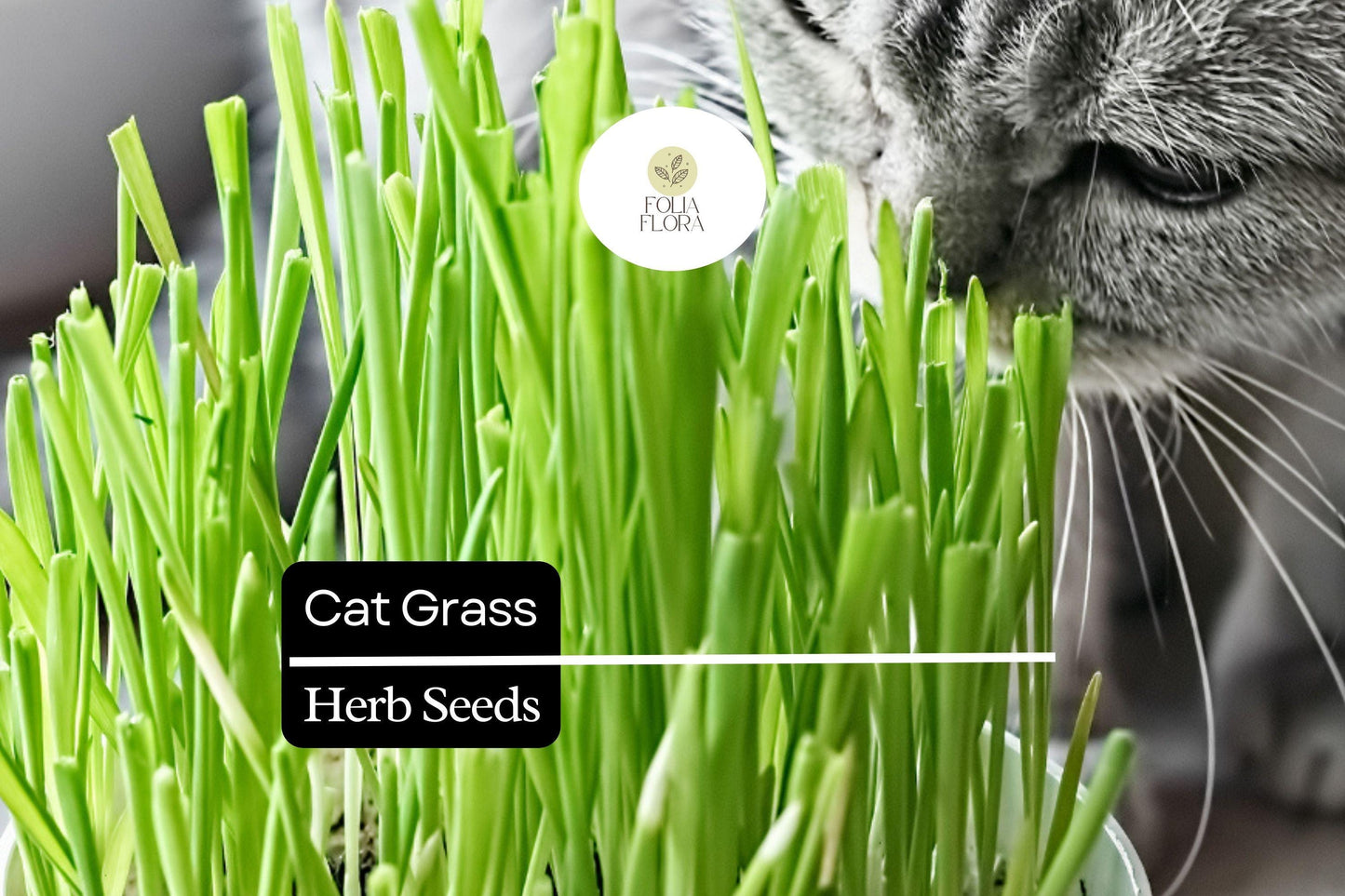 50 Seeds Cat Grass (Agropyron Cristatum) – Safe Grass for Cats to Chew and Digest