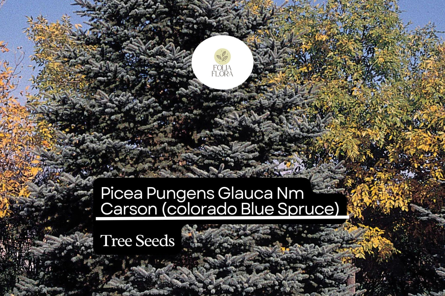 250mg Picea Pungens Glauca NM Carson Seeds, Colorado Blue Spruce, Hardy Evergreen Tree for Landscaping