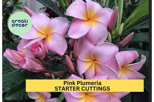 1 Pink Plumeria Cutting – 10" Double Head Unrooted Starter with Fragrant Tropical Blooms, Great for Pots or Landscapes – USA