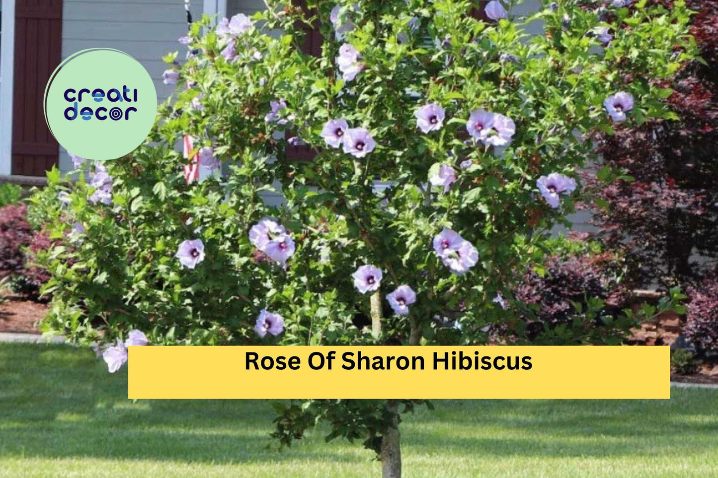 5 Rose of Sharon Hibiscus Plants – Hardy Bare Root Starter Shrubs with Summer Blooms, Easy to Grow Flowering Hedge or Border Plants
