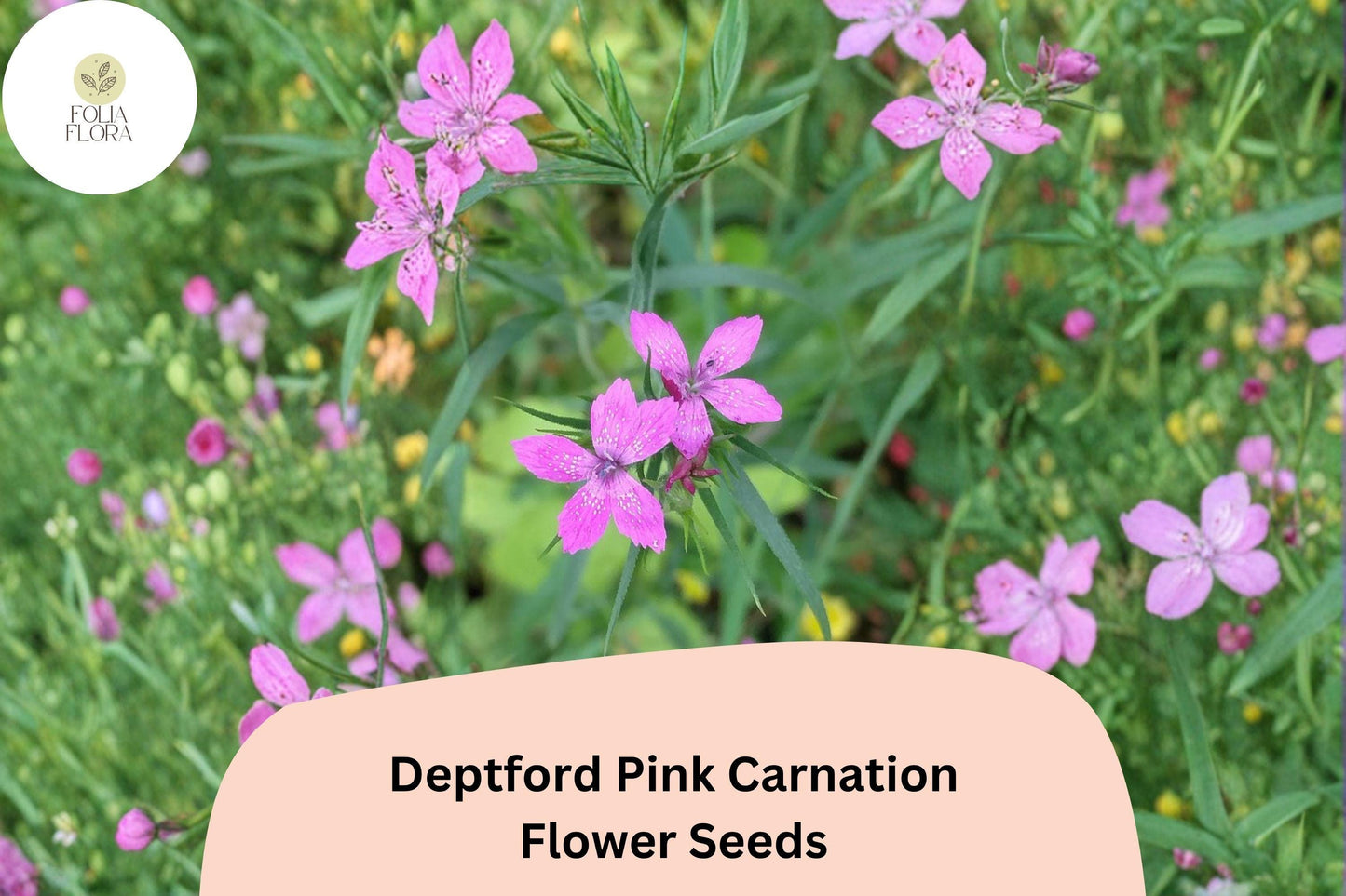 200+ Deptford Pink Carnation Seeds | Dianthus armeria | Bright Pink Blooms for Wildflower & Cottage Gardens