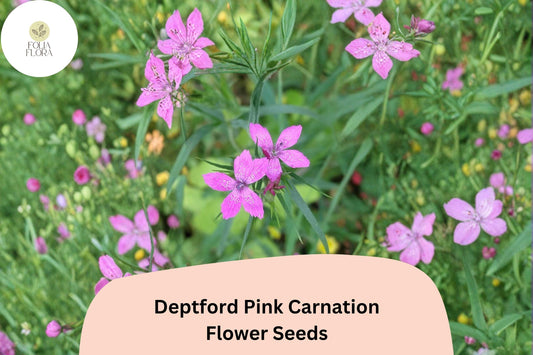 200+ Deptford Pink Carnation Seeds | Dianthus armeria | Bright Pink Blooms for Wildflower & Cottage Gardens