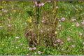 Agalinis tenuifolia/Slender False Foxglove – 250 Seeds | Native Annual Wildflower | Late-Summer Bloomer | Pollinator Friendly