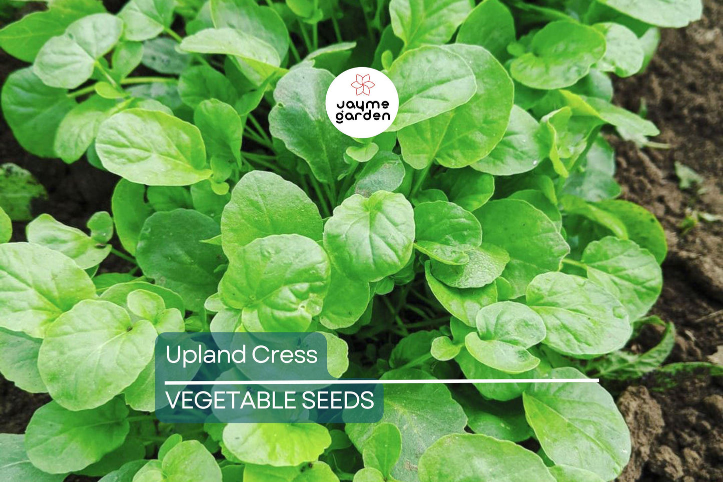 4000 Upland Cress Seeds – Early Cress, Creasy Greens, Heirloom, Non-GMO | USA Seller, Fast-Growing Leafy Green