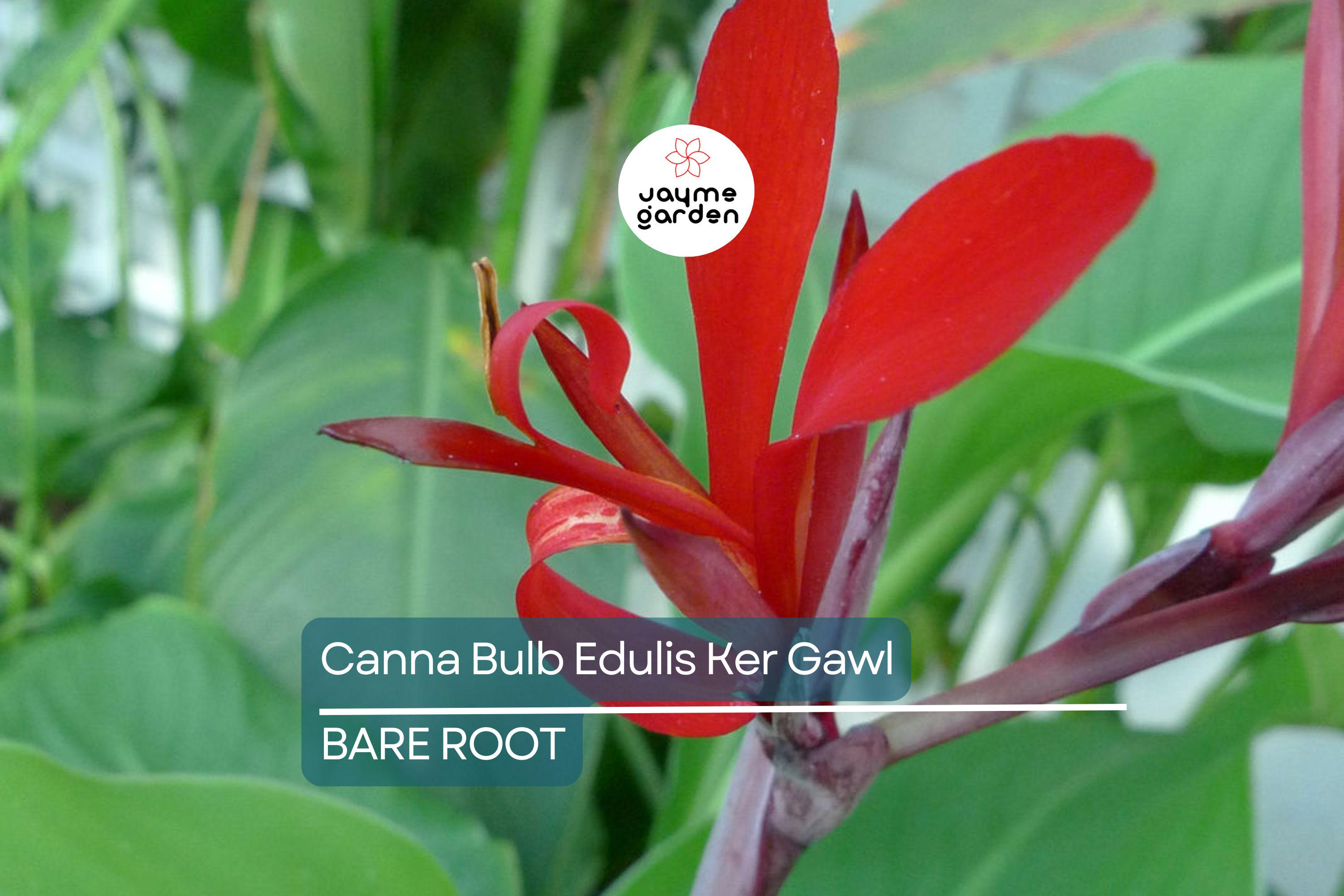 1 Canna Bulb Edulis Ker Gawl - Bare Root Live Plant - Ready to Plant, Tropical Ornamental Plant