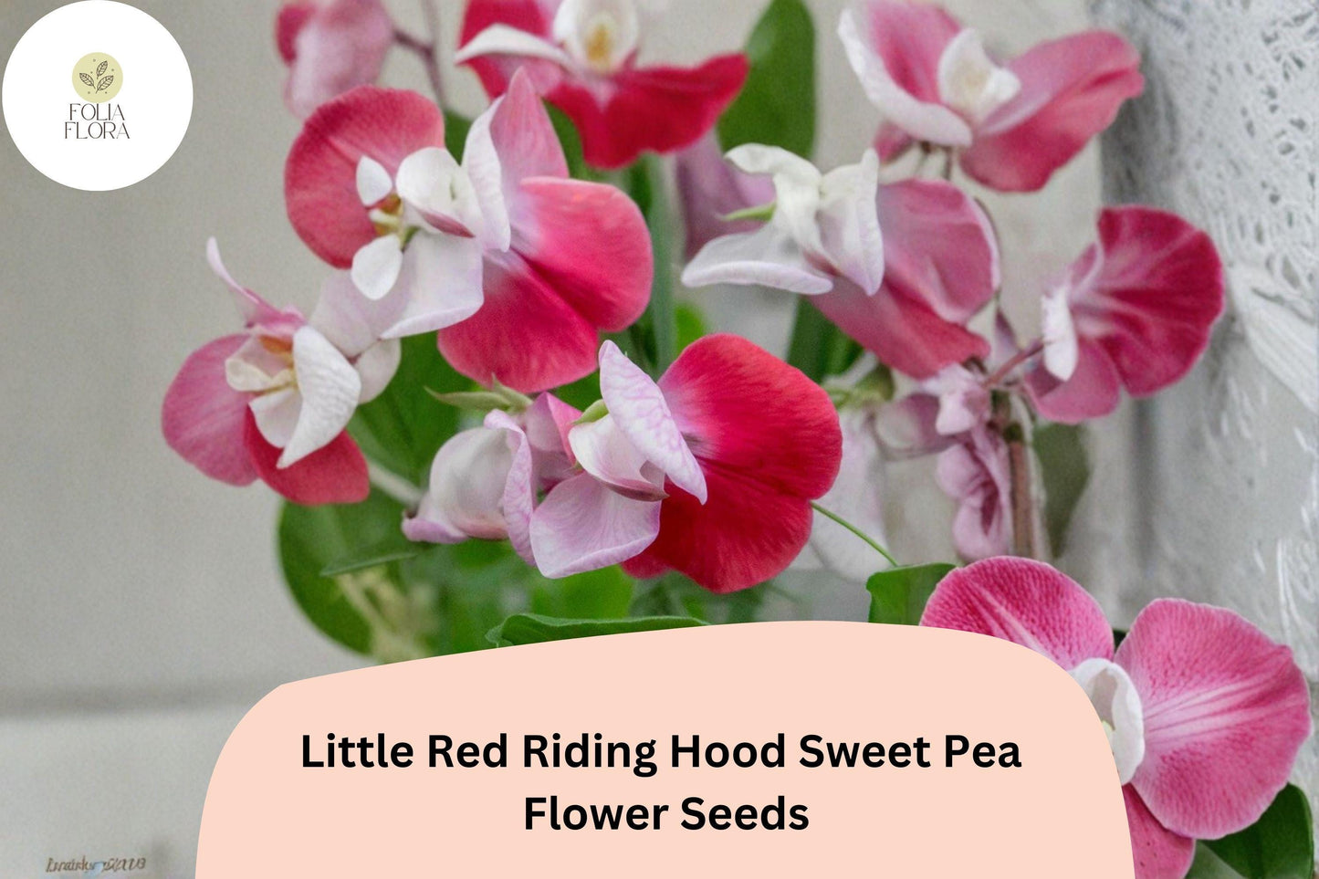 Little Red Riding Hood Sweet Pea Seeds | Lathyrus odoratus Red White Bicolor Blooms (50+ Seeds)