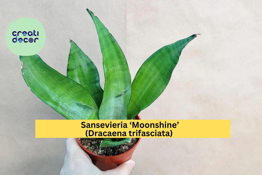 Sansevieria ‘Moonshine’ – Live Snake Plant in 4" Pot, Dracaena trifasciata Variety, Easy-Care Modern Houseplant for Home or Office