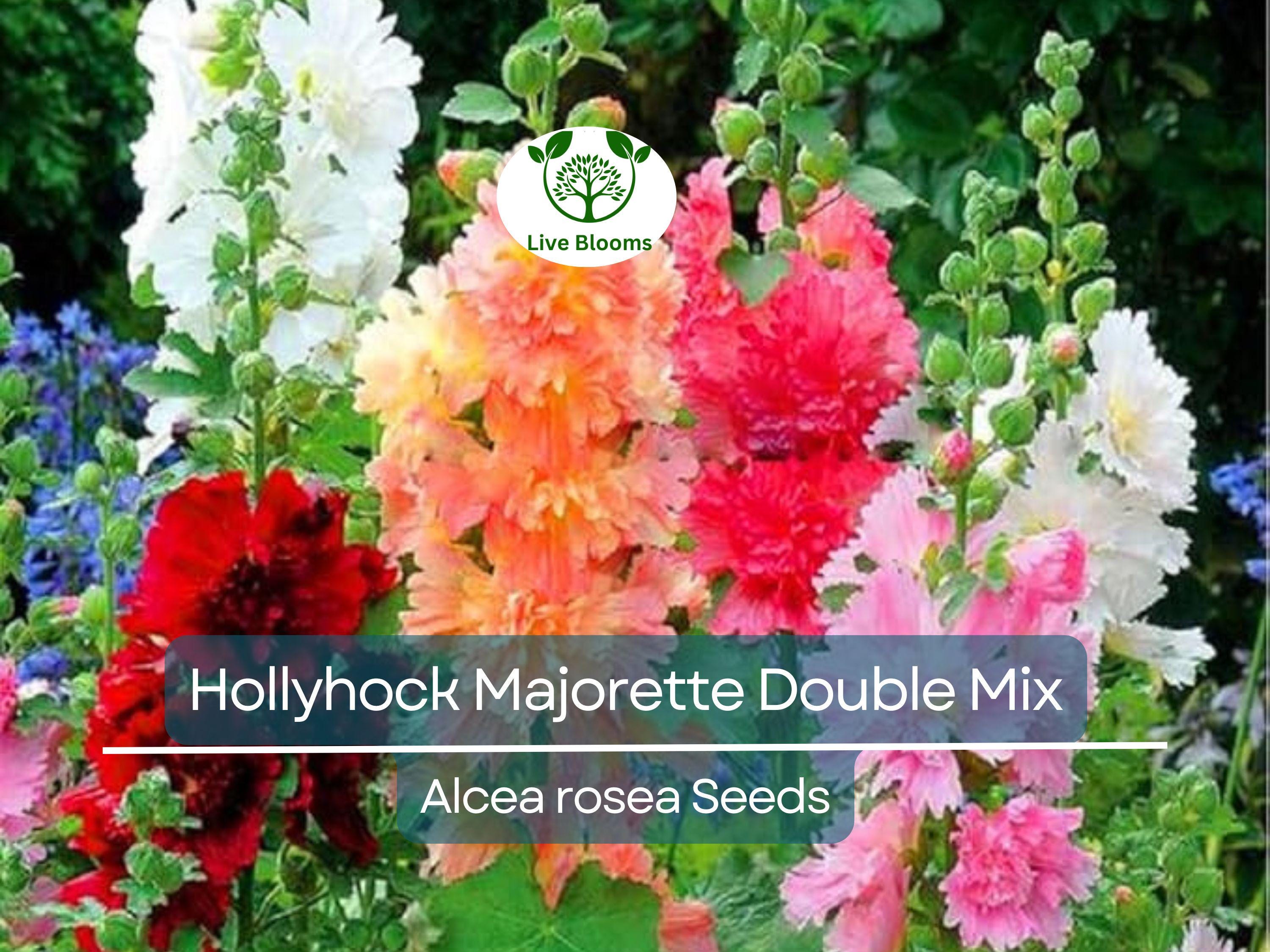 50 Seeds Hollyhock Majorette Double Mix - Dwarf Biennial, Non-GMO, Pollinator-Friendly, Vibrant Double Blooms, for Gardens (Alcea rosea)