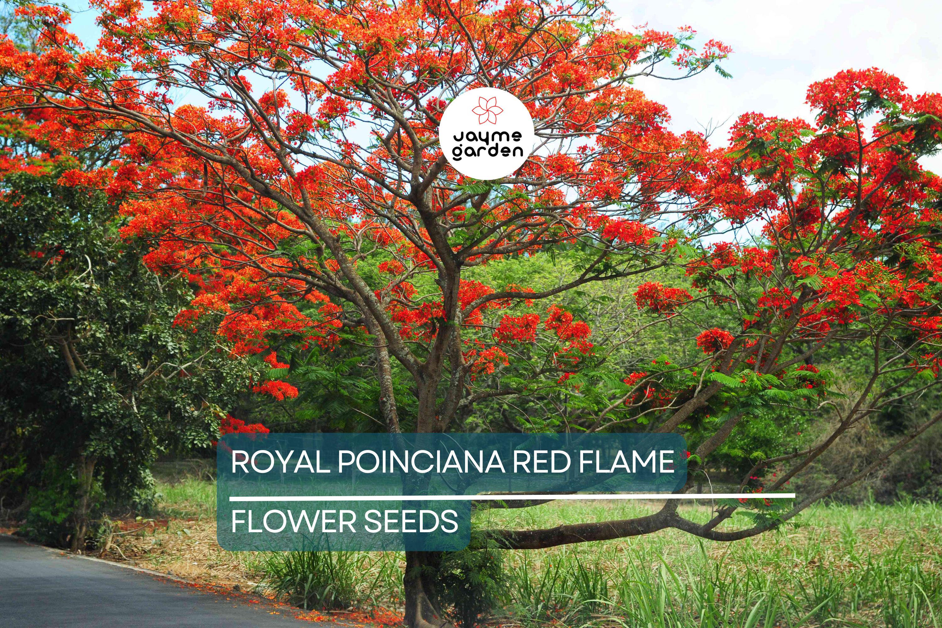 5 Royal Poinciana Seeds (Delonix Regia) – Red Flame Tree, Tropical Ornamental