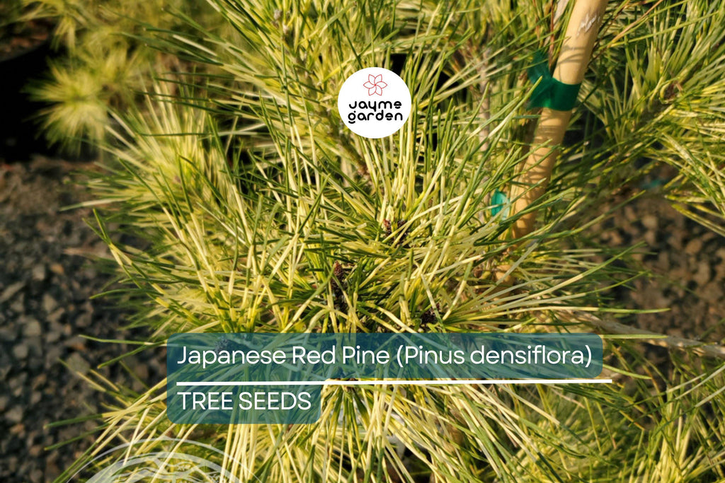 10 Japanese Red Pine Tree Seeds (Pinus densiflora) – Evergreen Bonsai or Landscape, 30-50' Tall