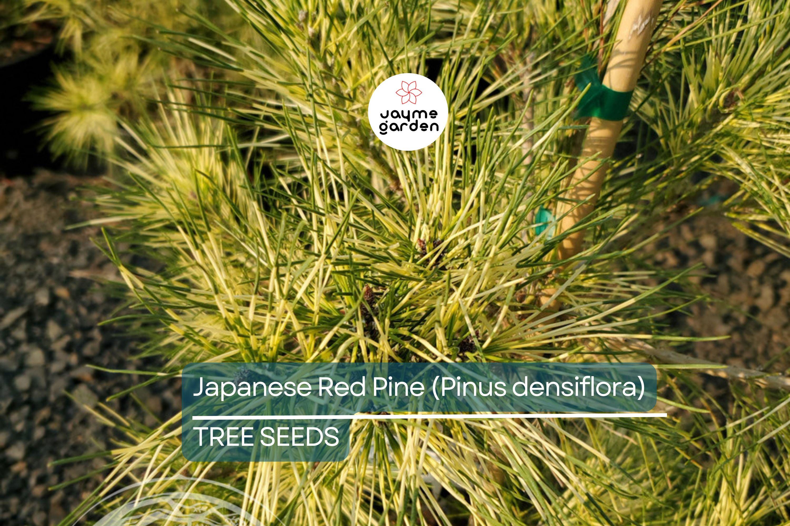 10 Japanese Red Pine Tree Seeds (Pinus densiflora) – Evergreen Bonsai or Landscape, 30-50' Tall