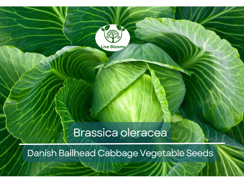 1 Gram Seeds Cabbage Danish Ballhead – Brassica oleracea | Heirloom Cabbage Variety for Planting & Gardening