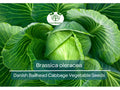 1 Gram Seeds Cabbage Danish Ballhead – Brassica oleracea | Heirloom Cabbage Variety for Planting & Gardening