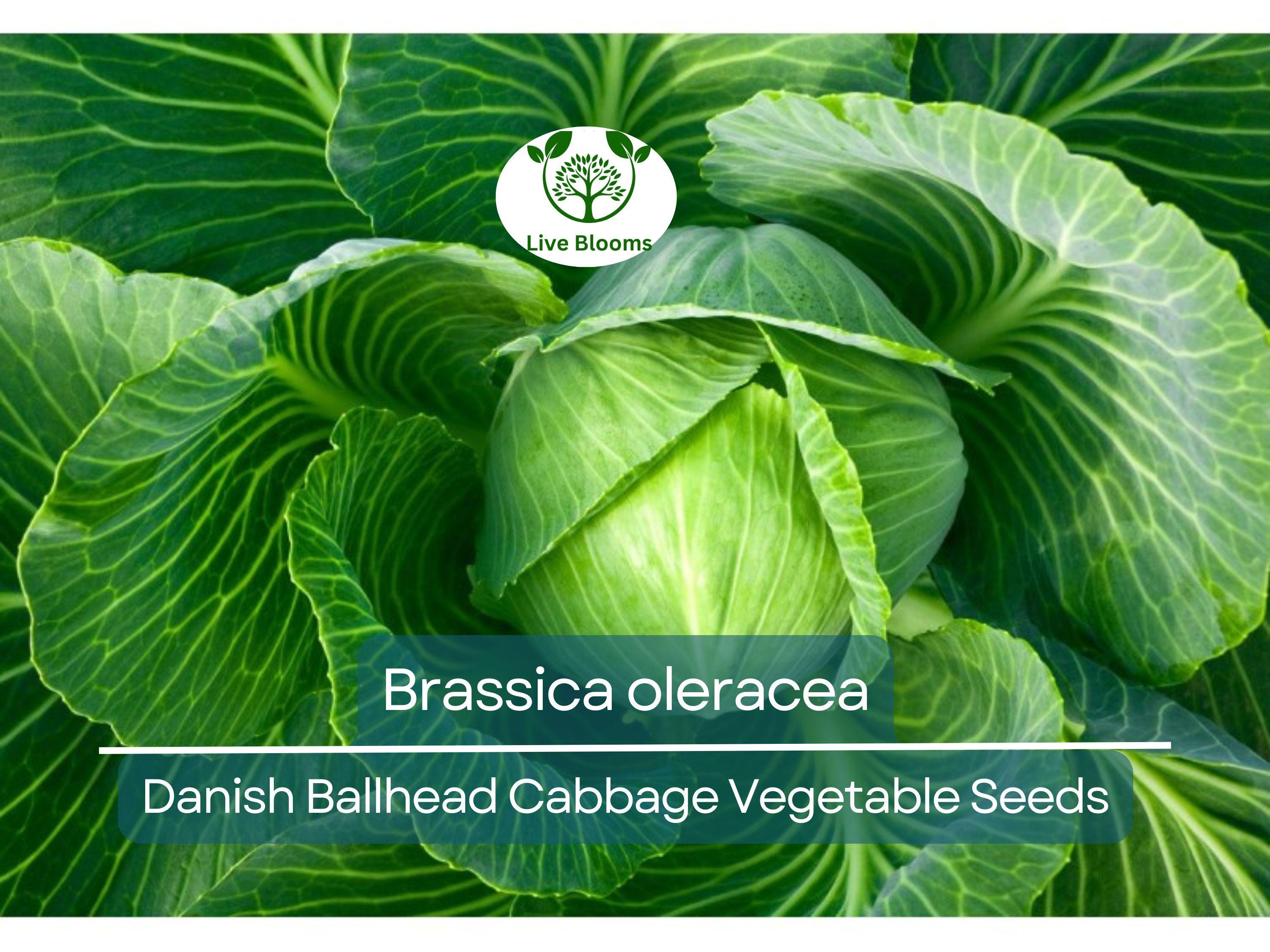 1 Gram Seeds Cabbage Danish Ballhead – Brassica oleracea | Heirloom Cabbage Variety for Planting & Gardening