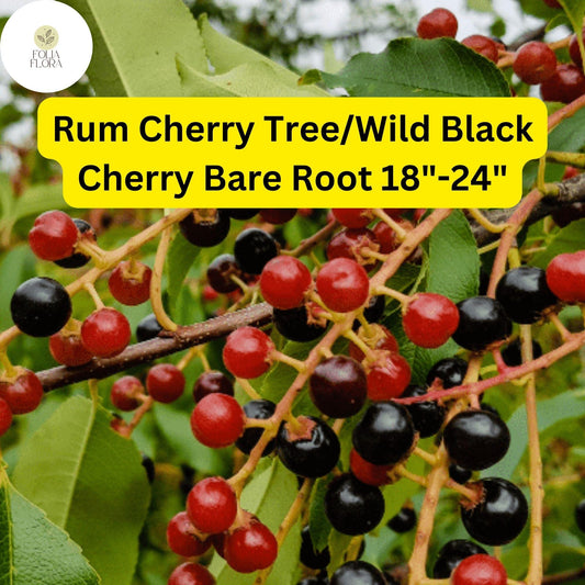 1 Rum Cherry Tree (Prunus serotina) / Wild Black Cherry – Live Bare Root Plant 18"-24"