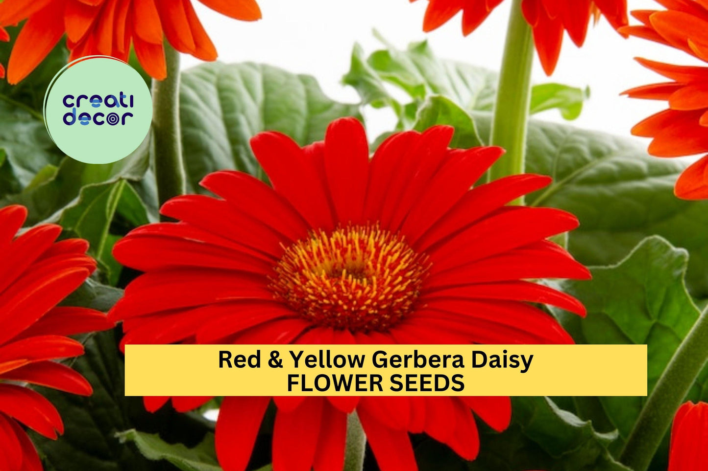 200+ Red & Yellow Gerbera Daisy Seeds – Bold Bi-Color Blooms for Garden Planting, Long-Stemmed Flowers for Beds Bouquets – USA