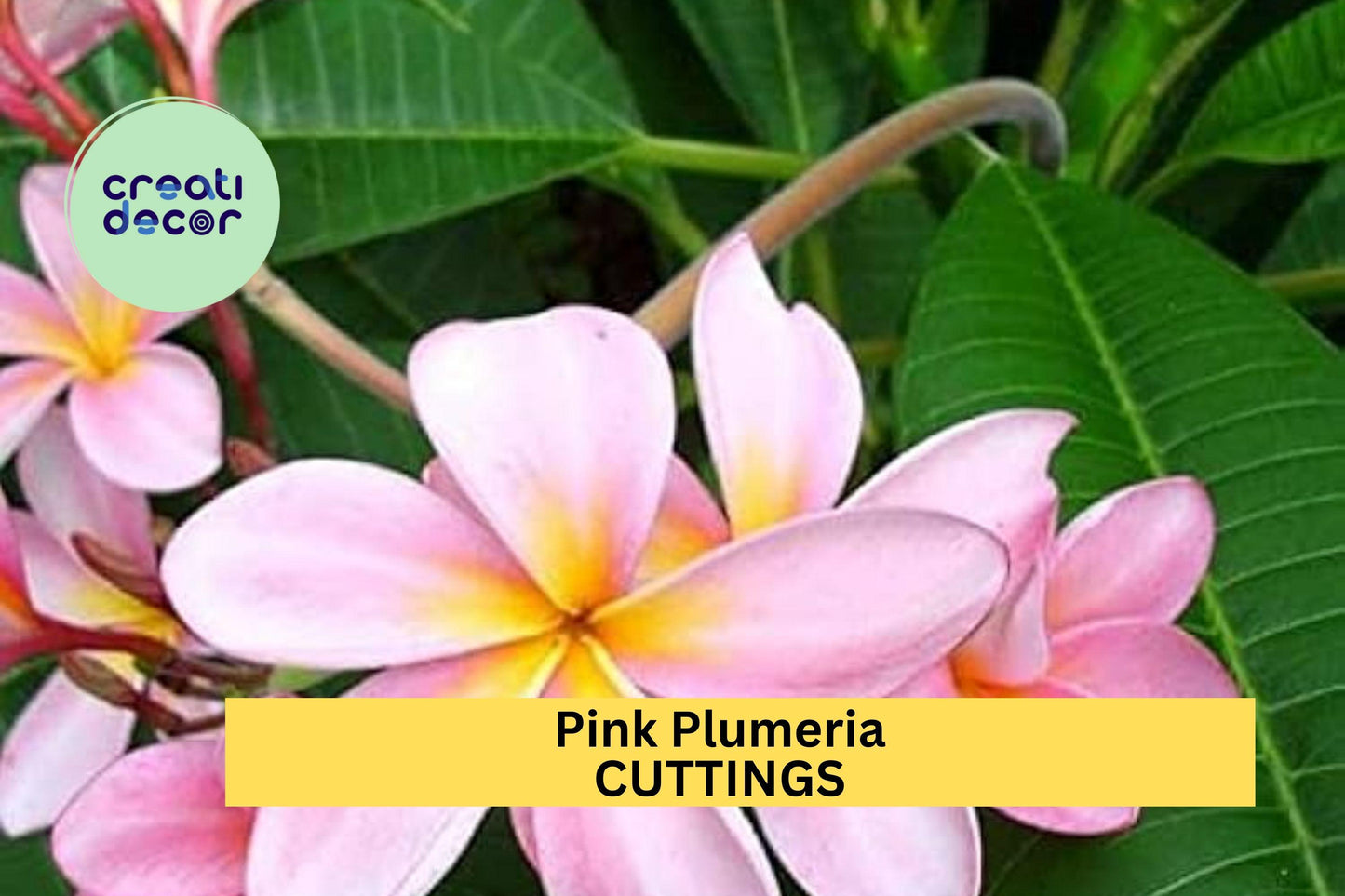 1 Pink Plumeria Cutting – Double Head 10" Fresh Starter Stem with Fragrant Tropical Blooms – Great for Garden or Pot – USA