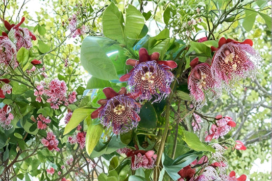 Passion Fruit Vine – Passiflora edulis Seeds | 10 Seeds | Purple Granadilla | Tropical Climbing Plant