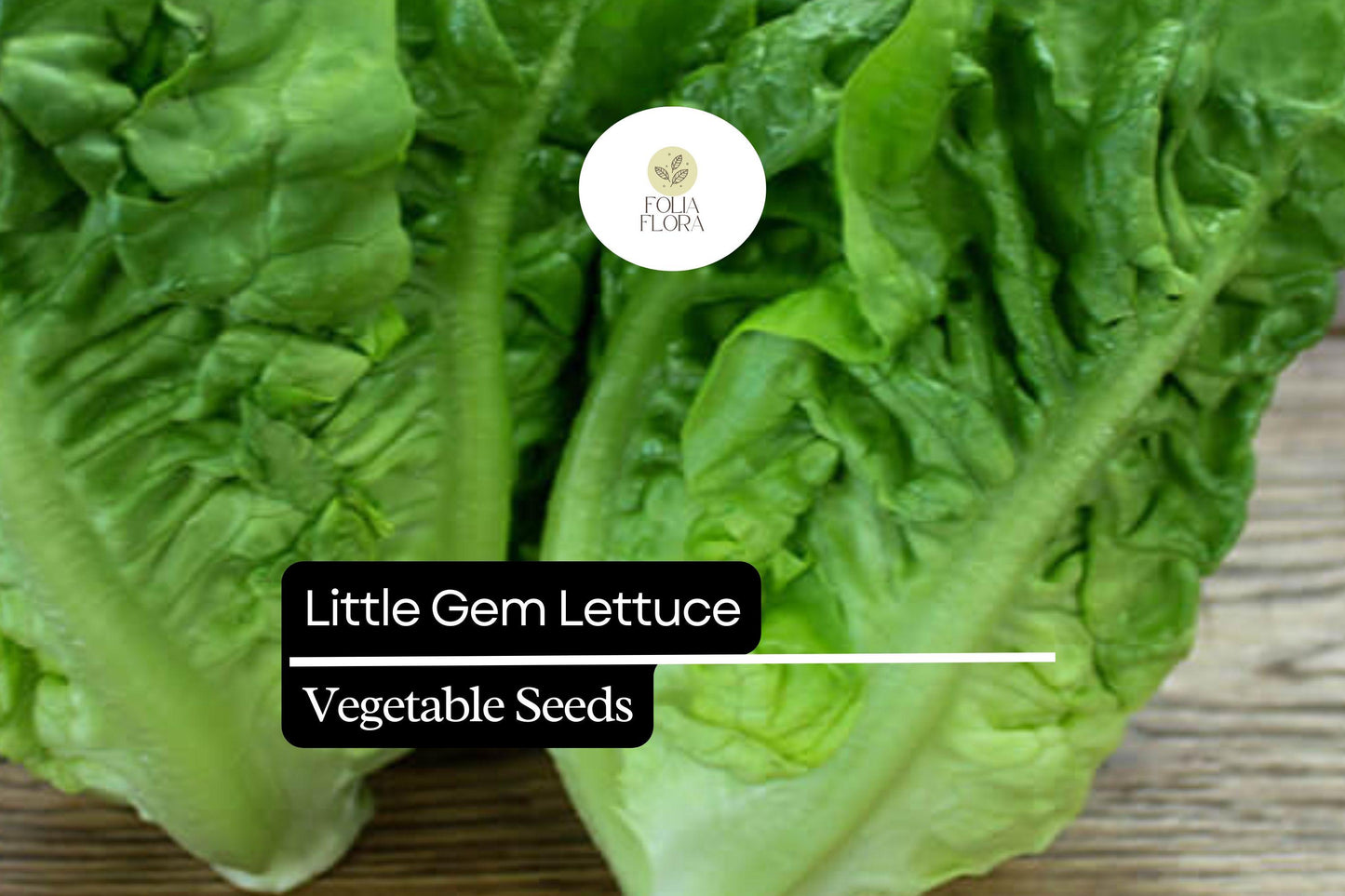 Little Gem Lettuce (Lactuca sativa) – Mini Romaine Variety, Sweet & Crisp, Perfect for Salads and Containers