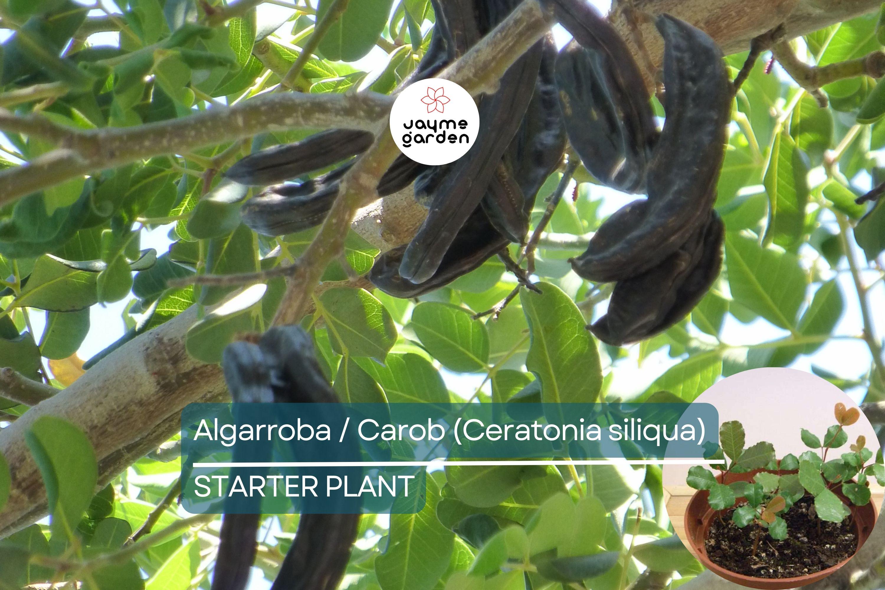 Carob Tree Starter Plant - Algarroba (Ceratonia siliqua) 12”-24” | Nutrient-Rich, Easy-Care Tree for Garden