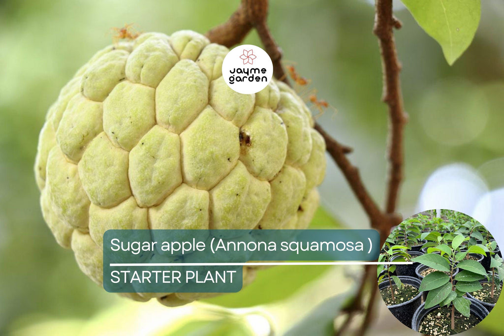 1 Sugar Apple Tree 12″-24″ Live Tropical Fruit Tree | Sweet Annona squamosa | Grow Exotic Custard Apple in Your Garden or Patio