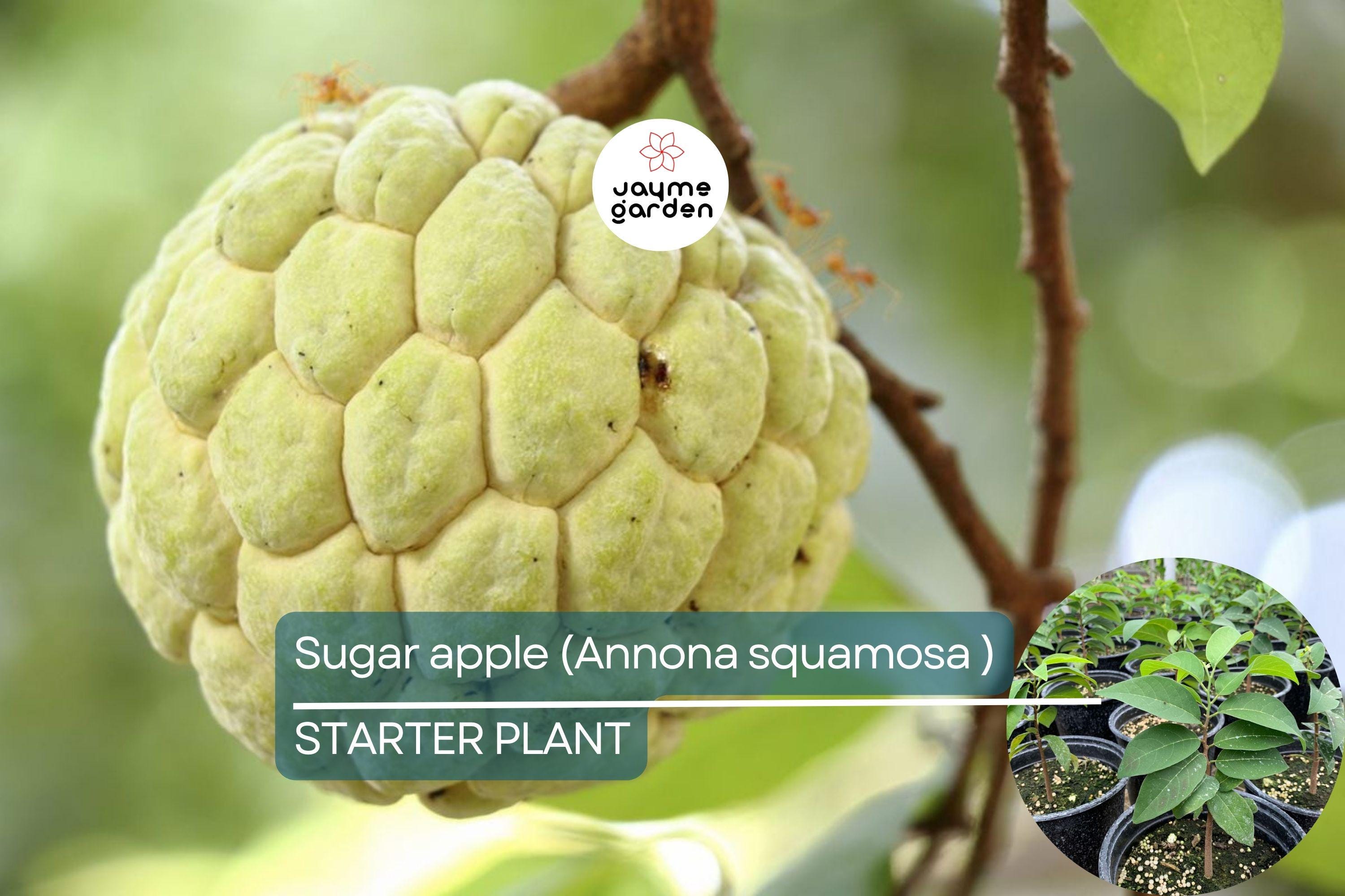 1 Sugar Apple Tree 12″-24″ Live Tropical Fruit Tree | Sweet Annona squamosa | Grow Exotic Custard Apple in Your Garden or Patio