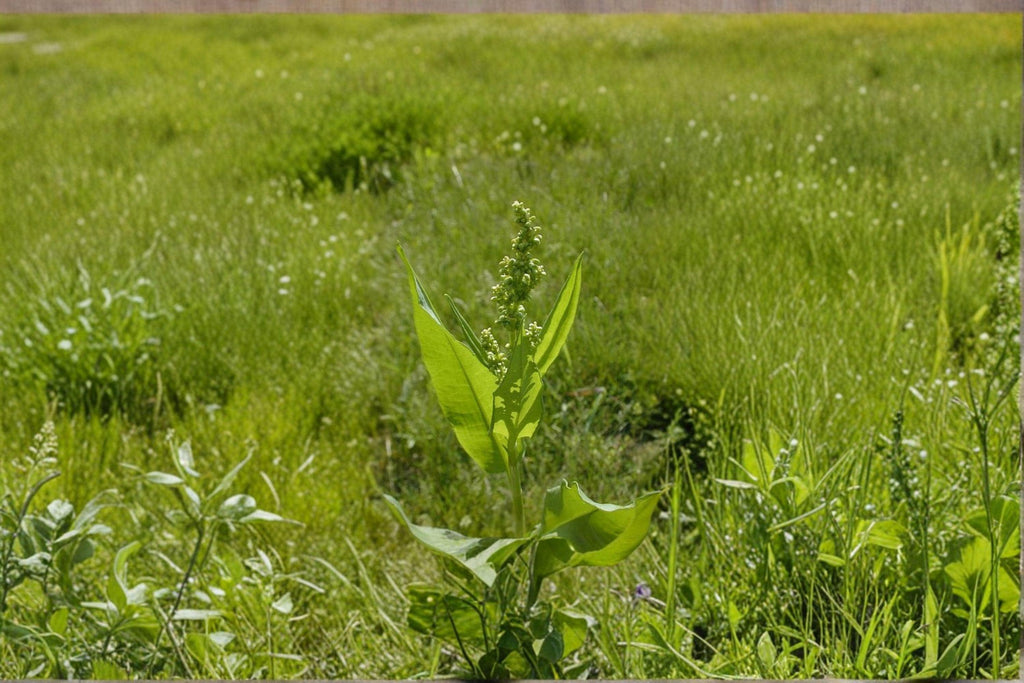 Rumex altissimus/Pale Dock – 100 Seeds | Native Prairie | Woodland Perennial | Tall Foliage Plant | Wildlife & Restoration Value