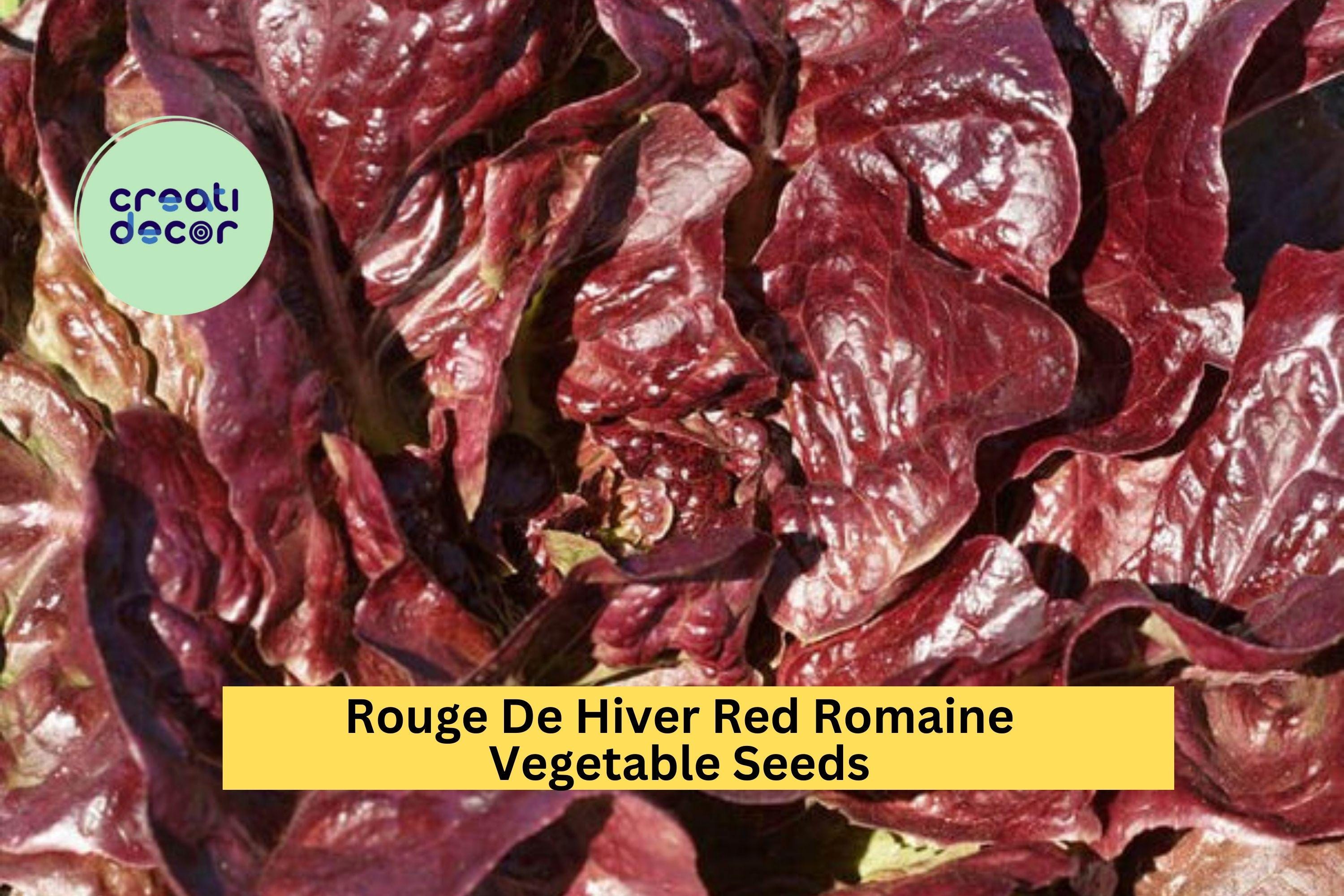 3pcs of 1g Rouge De Hiver Red Romaine Lettuce Seeds – Cold Hardy Heirloom Lettuce for Planting in Gardens & Raised Beds Seeds for Planting