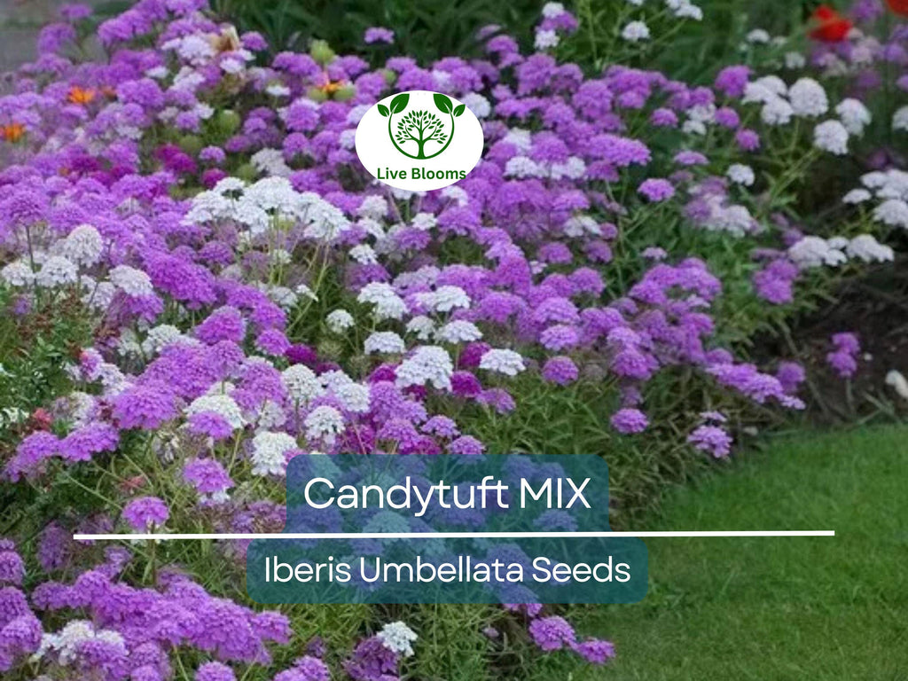 1000 Candytuft MIXED COLORS Seeds, Ground Cover, Pollinators, Fragrant Flowers, Iberis Umbellata, Non-GMO, Hardy, Garden Plants