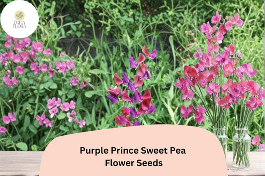 50+ Purple Prince Sweet Pea Seeds | Fragrant Royal Purple Flower for Garden Trellis