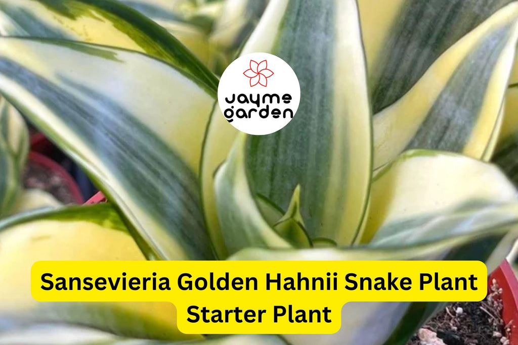 Sansevieria Golden Hahnii Snake Plant Starter - Dwarf Variegated Houseplant - Air Purifying & Low Maintenance | Mother-in-law’s Tongue