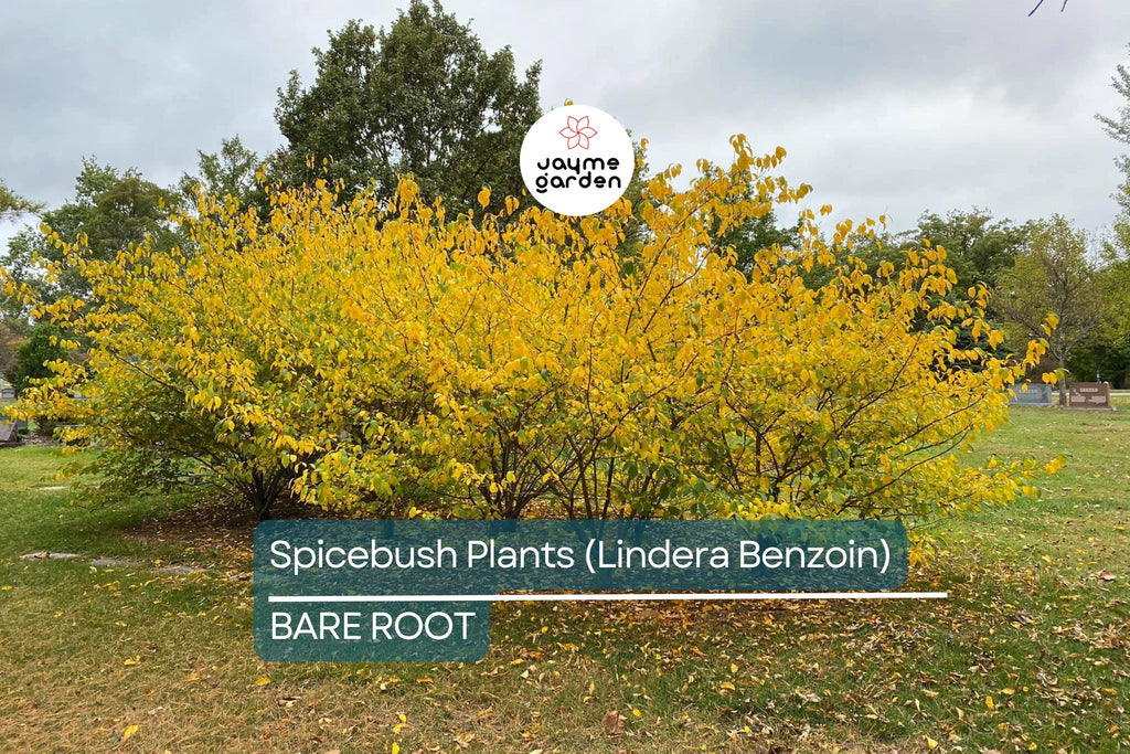 2 Spicebush Plants (Lindera Benzoin) – 12" Bare Root Shrubs, Wildlife-Friendly, Fragrant, Zones 4-9