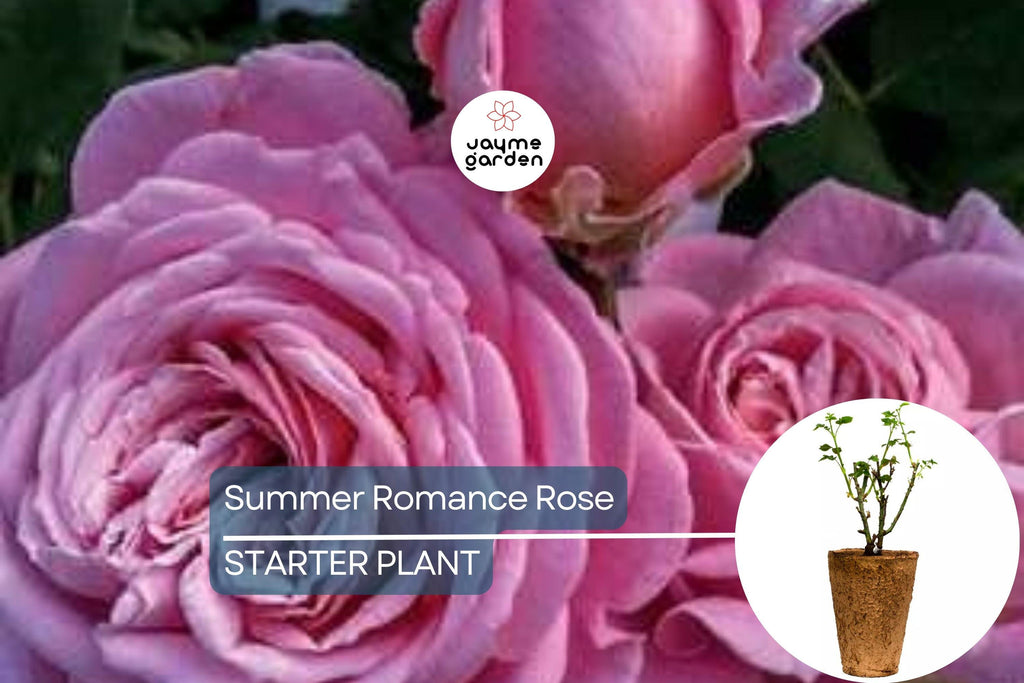 Summer Romance Rose - 1.5 Gal | Fragrant Pink Floribunda | Own-Root | Rebloomer | Apple & Licorice Scent | Hardy Zones 5-10