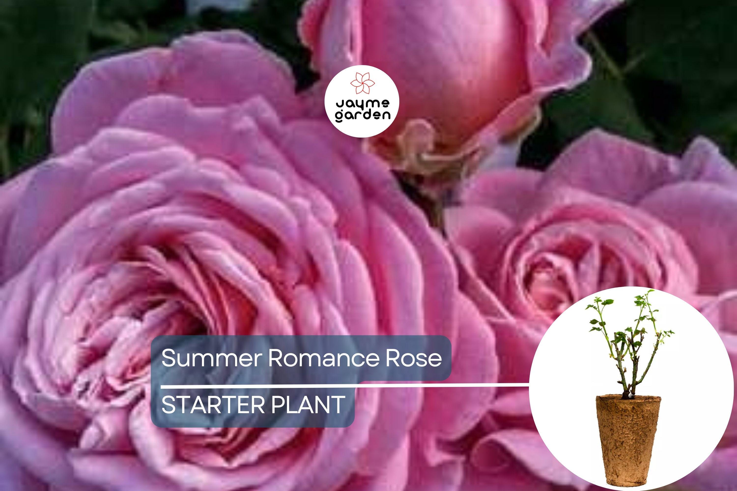 Summer Romance Rose - 1.5 Gal | Fragrant Pink Floribunda | Own-Root | Rebloomer | Apple & Licorice Scent | Hardy Zones 5-10