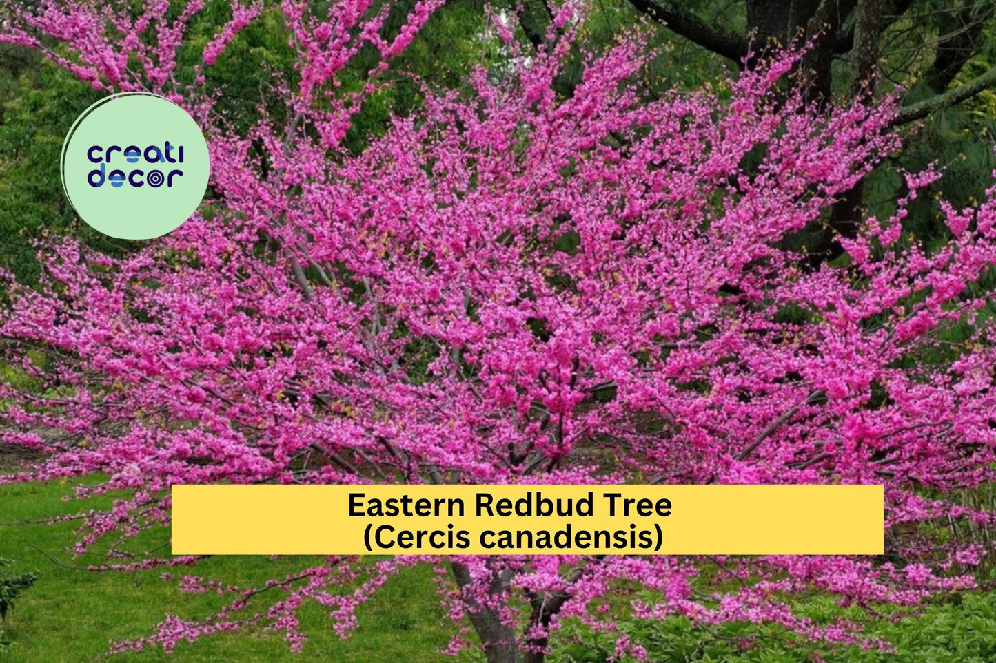 2 Eastern Redbud Trees – Cercis canadensis – 2 Ft Live Starter Trees – Pink Purple Spring Blooms – Hardy Ornamental Landscape Tree