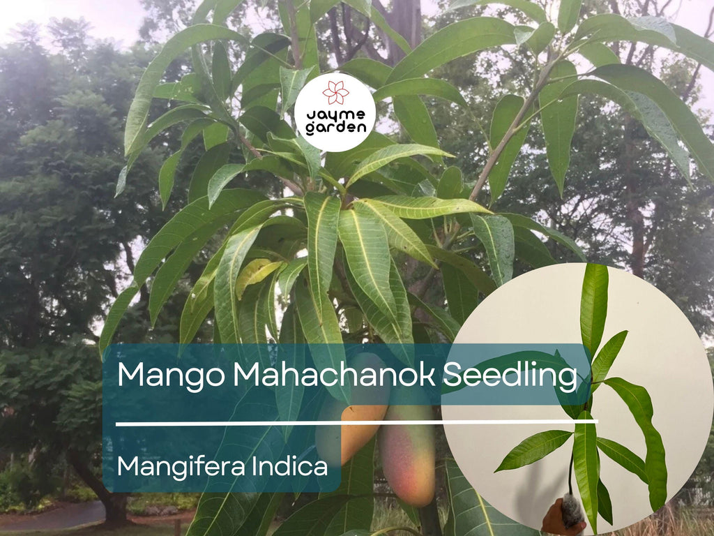 Mango Mahachanok Starter Plant Seedling - 12″-24″ Tall Live Fruit Tree - Sweet, Tangy, Fiber-Free Mangoes for Garden or Landscape