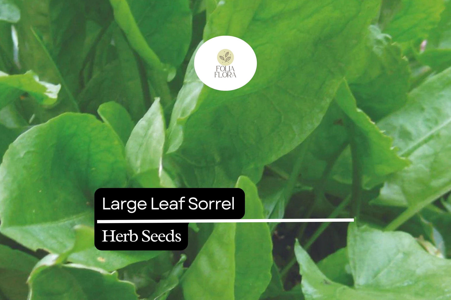 400 Seeds Large Leaf Sorrel (Rumex acetosa) – Healthy Perennial Herb for Fresh Greens