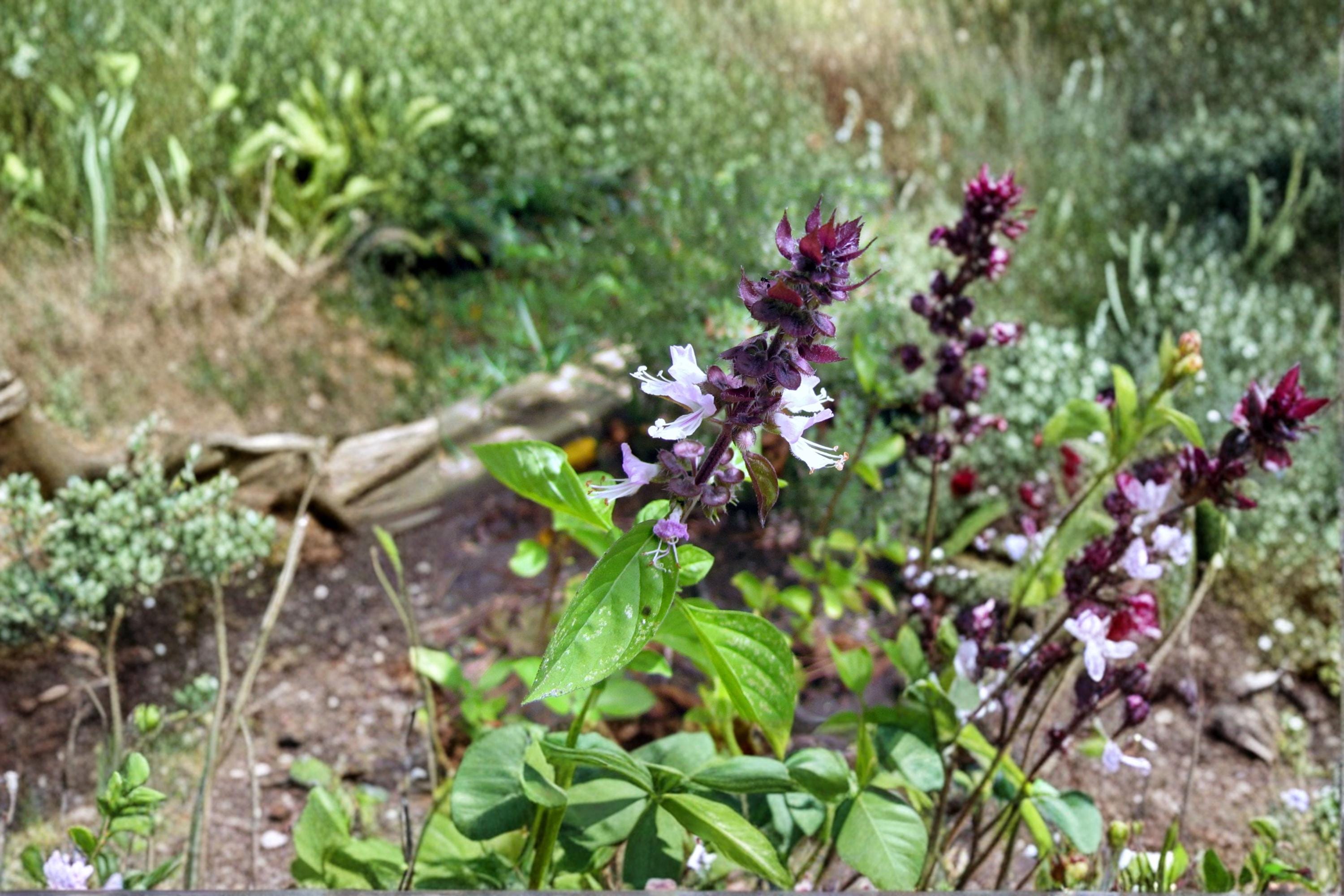 Cinnamon Basil – Ocimum basilicum Seeds | 75 Seeds | Aromatic Herb Variety | Edible Garden Favorite