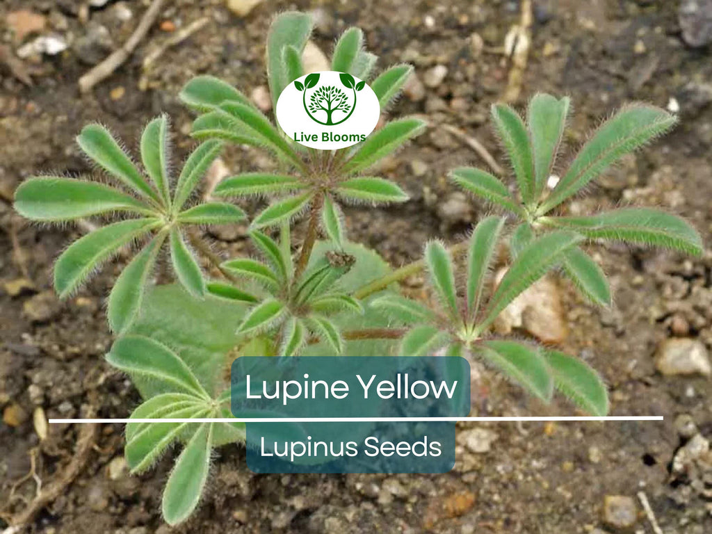50 Seeds Lupine Yellow Annual (Lupinus) Drought-Tolerant, Non-GMO, Attracts Hummingbirds & Honey Bees, Vibrant Garden Flowers