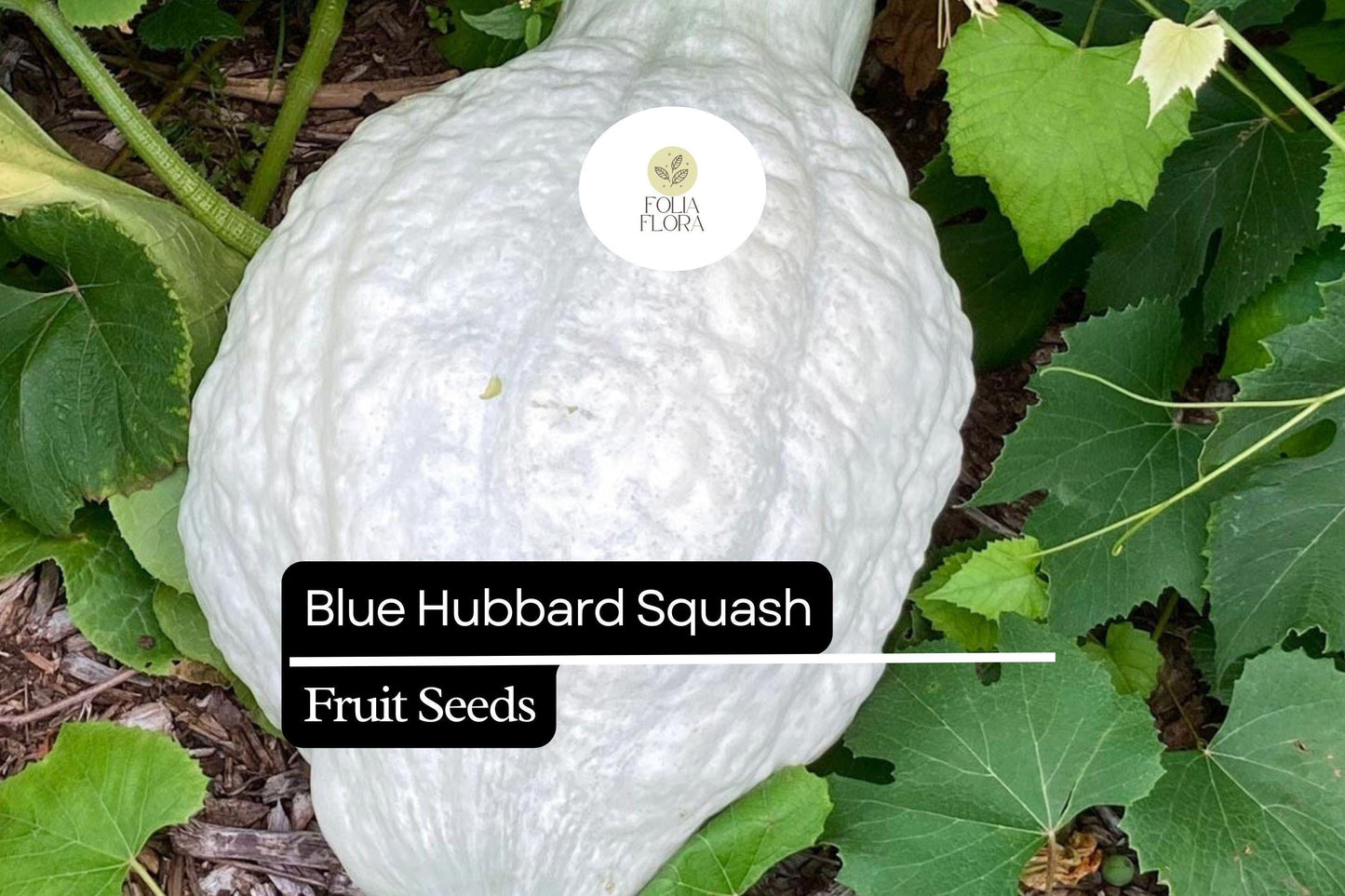 10 Seeds Blue Hubbard Squash (Cucurbita maxima) – Heirloom Winter Squash for Sweet, Nutty Flavor