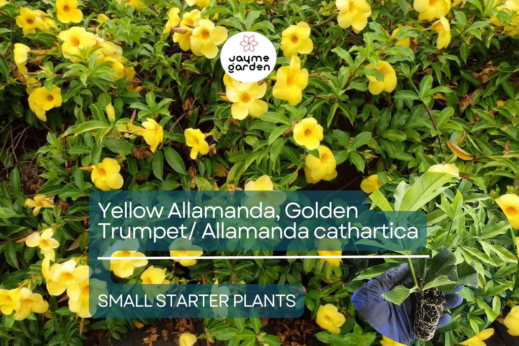 Yellow Allamanda Small Starter Plant - Golden Trumpet (Allamanda cathartica) - Tropical Perennial with Vibrant Yellow Flowers