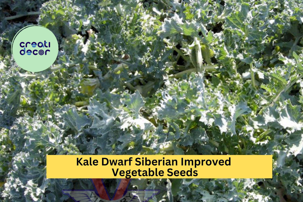 3pcs of 1g Kale Dwarf Siberian Improved Seeds – Cold Hardy Leafy Green for Garden Planting, Cooking & Juicing Seeds for Planting