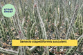 Senecio Stapeliiformis Pickle Plant – Live Rooted Succulent in 4" Pot, Easy-Care Indoor or Outdoor Cactus-Like Plant, Unique Striped Stems