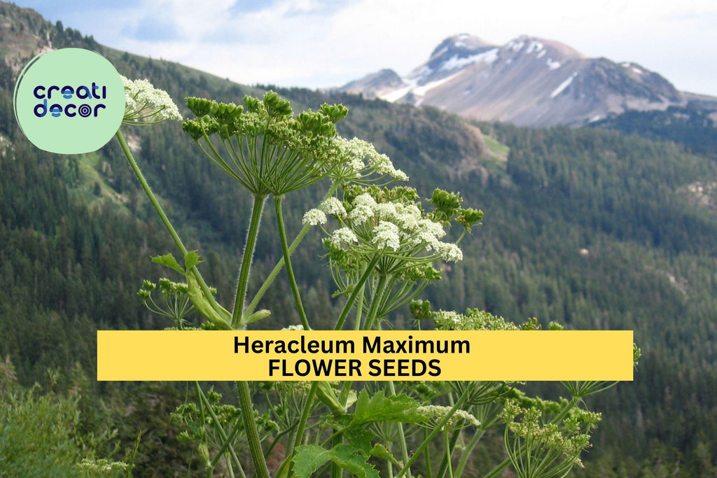 3pcs of 1g Cow Parsnip Seeds – Heracleum maximum Native Wildflower for Pollinators & Naturalized Landscapes Seeds for Planting