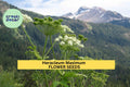 3pcs of 1g Cow Parsnip Seeds – Heracleum maximum Native Wildflower for Pollinators & Naturalized Landscapes Seeds for Planting